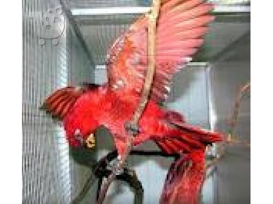 PoulaTo:  μιλώντας παπαγάλος macaw για 200 ευρώ